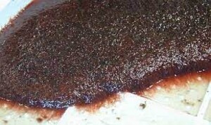Tubifex (Lombriz de Agua)