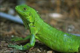 iguana verde