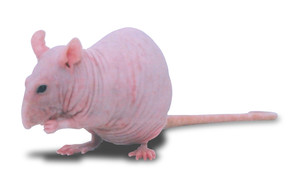 rata egipci