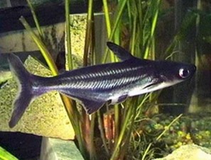 Pangasyus azul