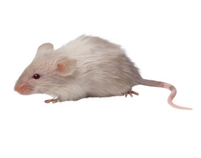 raton blanco