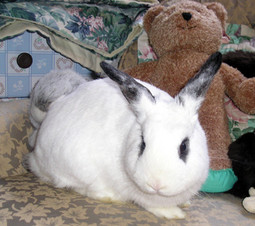 conejo enano hotot