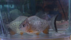 piraña pacu