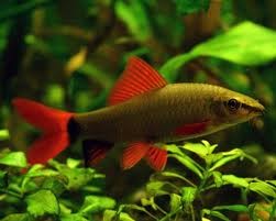 tiburon arcoiris