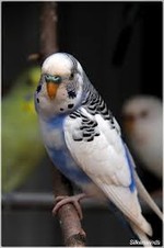 Perico Australiano