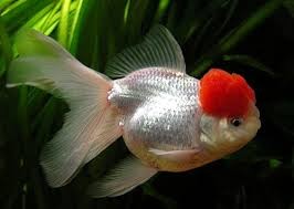 Japones cabeza de leon
