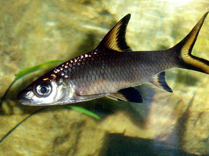 tiburon bala