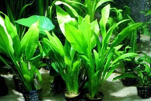 Amazonica