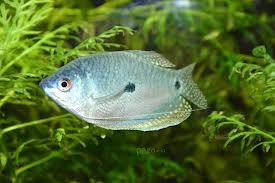 Guramy