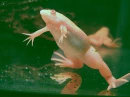 rana alvina acuatica