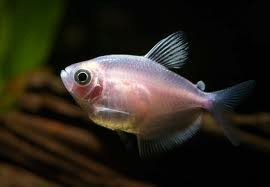 monja alvina