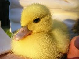 pato