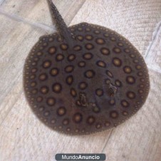 mantarraya