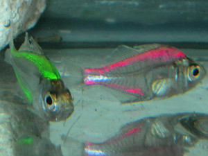 Tetra Fantacia