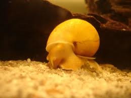 caracol manzano