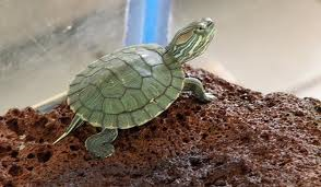 Tortuga Japonesa