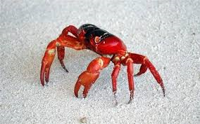 cangrejo rojo