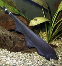 viuda negra