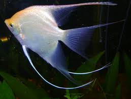 Angel blanco