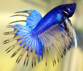 Betta corona