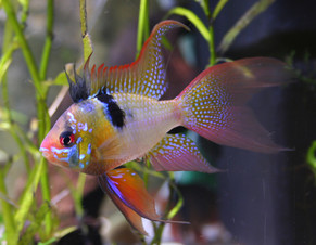 ramiresi de velo