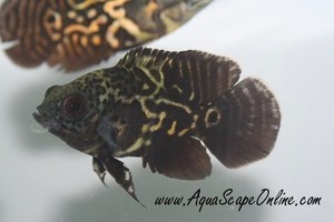 oscar comun chico