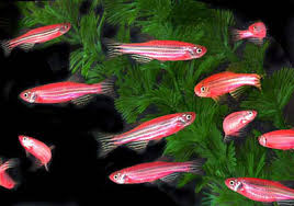 Cebra Rosa