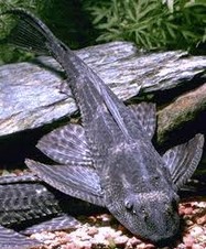 plecos