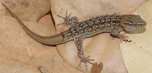 Gecko Mantequilla