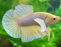 Betta Orejas de Dumbo