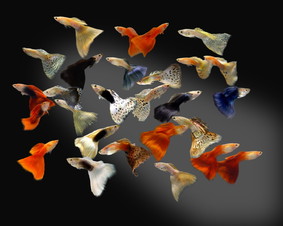 Guppy Comun